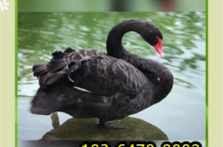 赤峰黑天鵝繁殖基地電話號(hào)碼