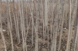 赤峰小葉楊樹苗批發(fā)電話地址