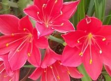 赤峰紅山區(qū)富龍社區(qū)電話號碼