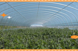 內(nèi)蒙古赤峰種植西紅柿電話地址