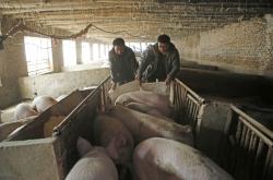 赤峰賣(mài)活小雞的地方電話號(hào)碼