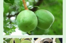 赤峰市文冠果茶店電話號碼