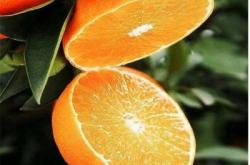 赤峰菜油批發(fā)電話(huà)號(hào)碼多少號(hào)