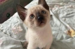 赤峰同城寵物貓出租電話號(hào)碼