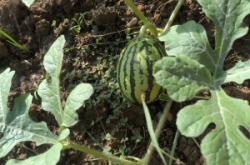 赤峰吊秧西瓜批發(fā)電話號碼