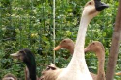 赤峰紅山區(qū)土狗售賣電話地址