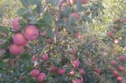 赤峰富龍液化氣代理電話號(hào)碼