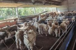 赤峰羊交易市場(chǎng)