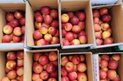 赤峰蘋果代賣電話號碼查詢