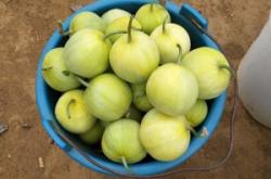 赤峰綠寶甜瓜種植基地電話號碼