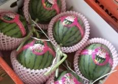 赤峰吊瓜代收電話號碼查詢