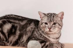 赤峰貓咪剃毛店電話地址查詢