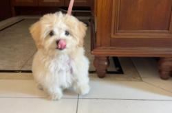 赤峰馬爾泰狗狗店電話號(hào)碼查詢