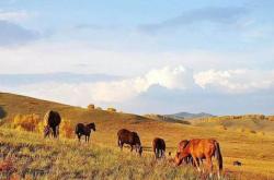 赤峰軍馬場(chǎng)住宿電話多少號(hào)
