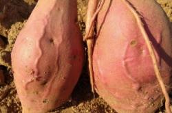 赤峰薯塔經(jīng)銷(xiāo)商電話號(hào)碼