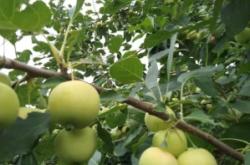 赤峰果樹回收電話號碼多少號