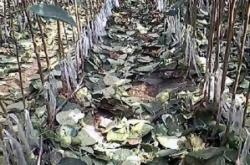 赤峰收購柳樹芽的地方電話號(hào)碼