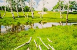 赤峰物業(yè)挖樹電話號碼查詢