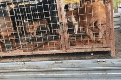 赤峰轉(zhuǎn)讓狗籠子電話是多少號(hào)