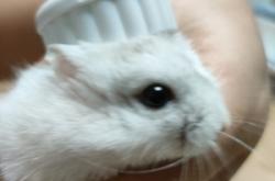 赤峰萌寵市場地址電話號碼