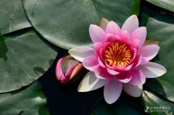 赤峰南洼花卉市場電話號碼