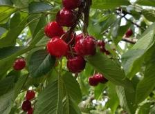 赤峰綠豐大櫻桃果園電話號碼