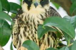 赤峰燕尾樓承板直銷電話號(hào)碼