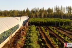 赤峰葡萄種植戶電話號碼查詢