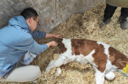 赤峰獸醫(yī)聯(lián)系電話是多少號(hào)