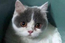 赤峰汪喵寵物港電話多少號(hào)