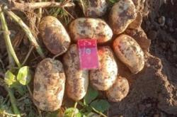 內(nèi)蒙古赤峰土豆銷(xiāo)售電話(huà)號(hào)碼