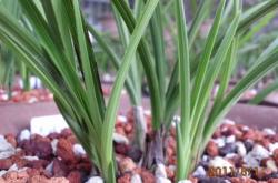 赤峰蘭炭經(jīng)銷(xiāo)處電話(huà)號(hào)碼