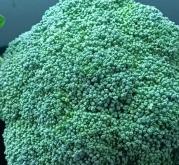 赤峰堿廠蔬菜批發(fā)電話號碼