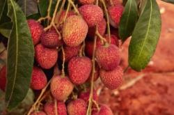 赤峰水果荔枝種植基地電話號(hào)碼