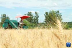 赤峰大麥購(gòu)買(mǎi)電話(huà)號(hào)碼查詢(xún)系統(tǒng)