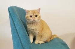 赤峰同城貓舍地址電話查詢號(hào)碼