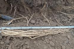 赤峰出售黃芪苗電話號(hào)碼是多少