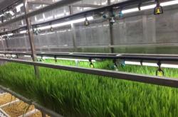 赤峰水培牧草供應(yīng)商電話號碼