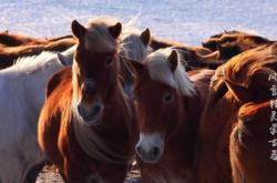 赤峰市馬占強(qiáng)診所電話號(hào)碼