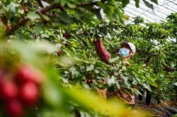 赤峰寧成草莓采摘園電話號(hào)碼