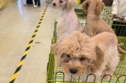 赤峰寵物招學(xué)徒電話號(hào)碼查詢