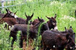 赤峰最大養(yǎng)驢基地電話號(hào)碼