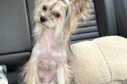 赤峰哪里賣寵物