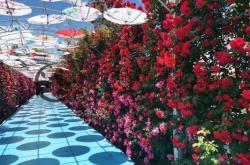 赤峰回收綠植電話地址查詢