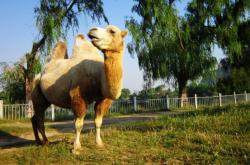 赤峰眾聯(lián)廣場(chǎng)駱駝店電話號(hào)碼