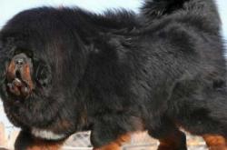 內(nèi)蒙赤峰賣狗電話多少啊