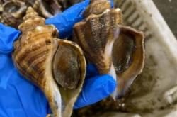 赤峰賣象拔蚌的電話號(hào)碼