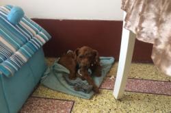 赤峰狗狗養(yǎng)殖場出售電話號碼