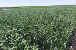 赤峰收購李子的電話號(hào)碼是多少