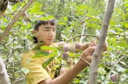 赤峰西梅采摘園電話號碼查詢